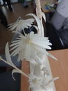 DSC02179.jpg